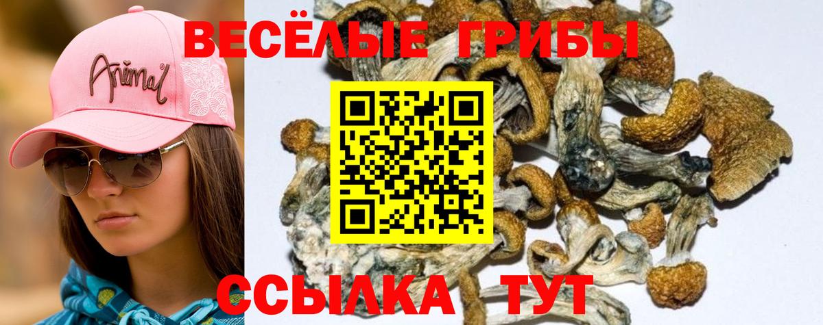 Туймазы  Псилоцибиновые грибы Cubensis  Вход с VPN 